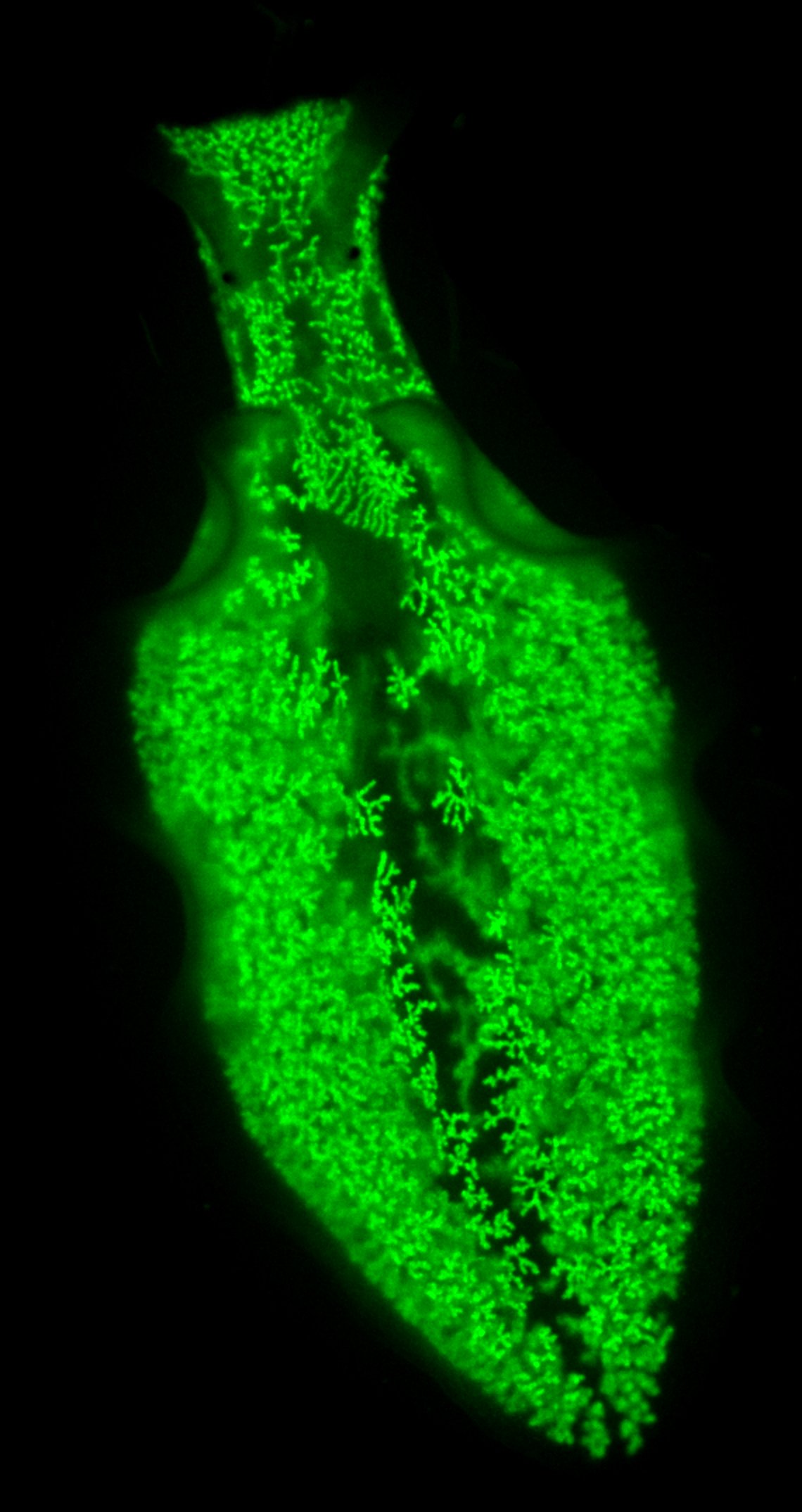 Research | Allard Lab