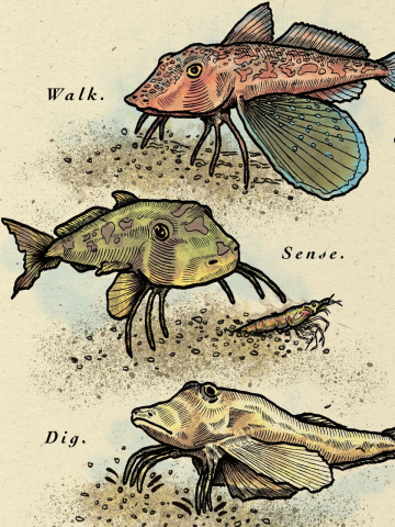 a cartoon illustrating the walking, sensing, and digging behaviors of sea robins