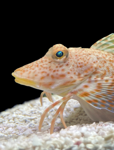 Side view of a leopard sea robin showing its leg-like appendages