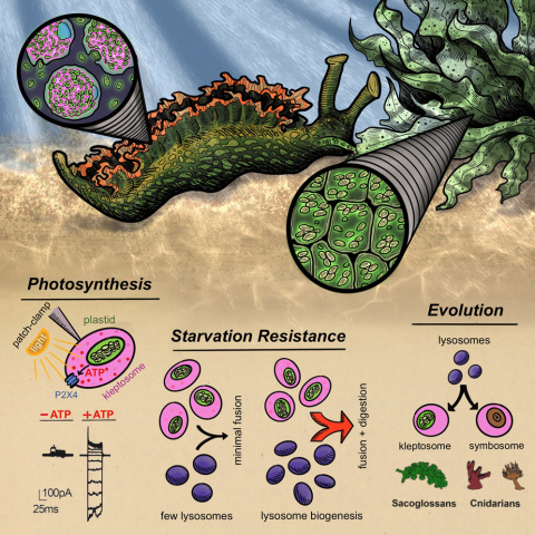 sea slugs that steal chloroplasts