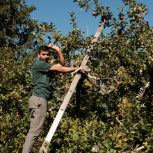 Gaurav climbing to pick an apple