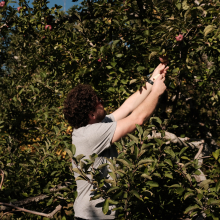 Corey picking an apple