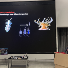 Corey presenting on sea slugs stealing stinging organelles 