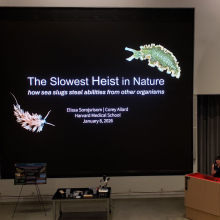 Elissa beginning the presentation "The Slowest Heist in Nature"